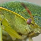 Green Bug
