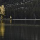 Tree Reflections On Lake Tenaya