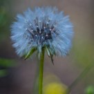 Fluffy Bluish Plant