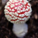 baby red mushroom