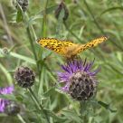Yellow butterflies