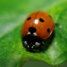 Ladybug