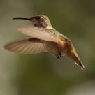 Hummingbird Hovering