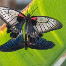 Butteerfly Embrace