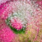Flower Medley