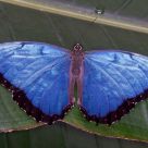 Blue Morpho