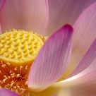 Yellow and Pink