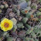 beauty and thorns