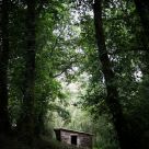 In the forest