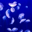 Dance with jellyfish