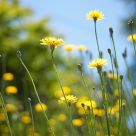 Lovely Weeds