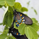 Love Among the Leaves