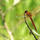 Golden-Winged Skimmer (Libellula auripennis)