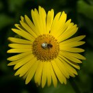 Yellow ring