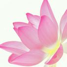 Lotus Chinese Painting