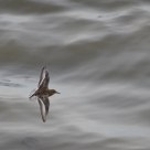 Sanderling