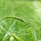 Barley