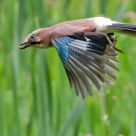 Jay in flight