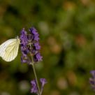 Bright wings