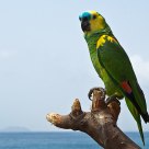Nice Parrot