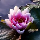 Water Lilly
