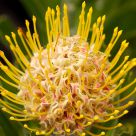 Complicated flower