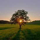Baum & Sonne