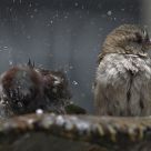 The bath of the sparrows IV