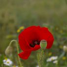 Blooming and decaying