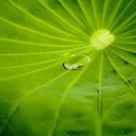 Morning dew