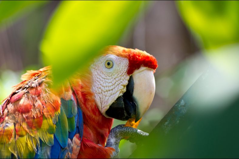 Astonished parrot