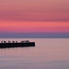 Evening birds