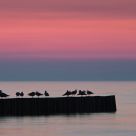 Evening birds