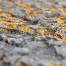 lichen