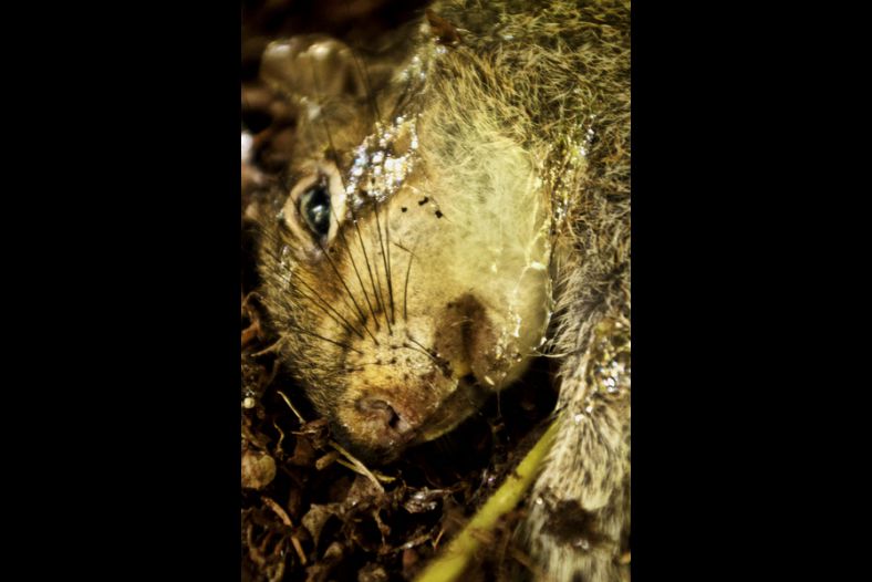 Squirely End