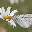Black Veined White