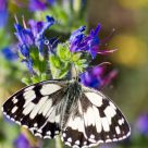 Melanargia galathea