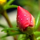 Portulaca grandiflora