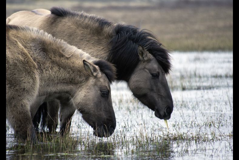 Konik horses