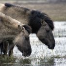 Konik horses
