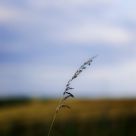 Chevin Grass
