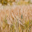 Barley Field