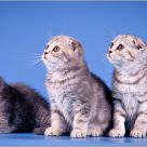 Kittens