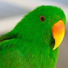 Perico Real