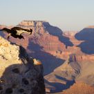 Condor leaping at Mather Point, Grand Canyon South Rim