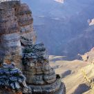 Condor on rock, Mather Point, Grand Canyon South Rim