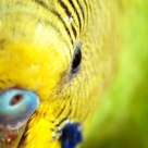 Melopsittacus undulatus
