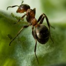 Ant