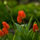 Spring rainï»¿