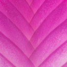 Bromeliad